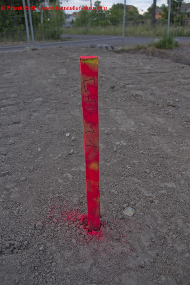 der erste Baum der neuen Allee.